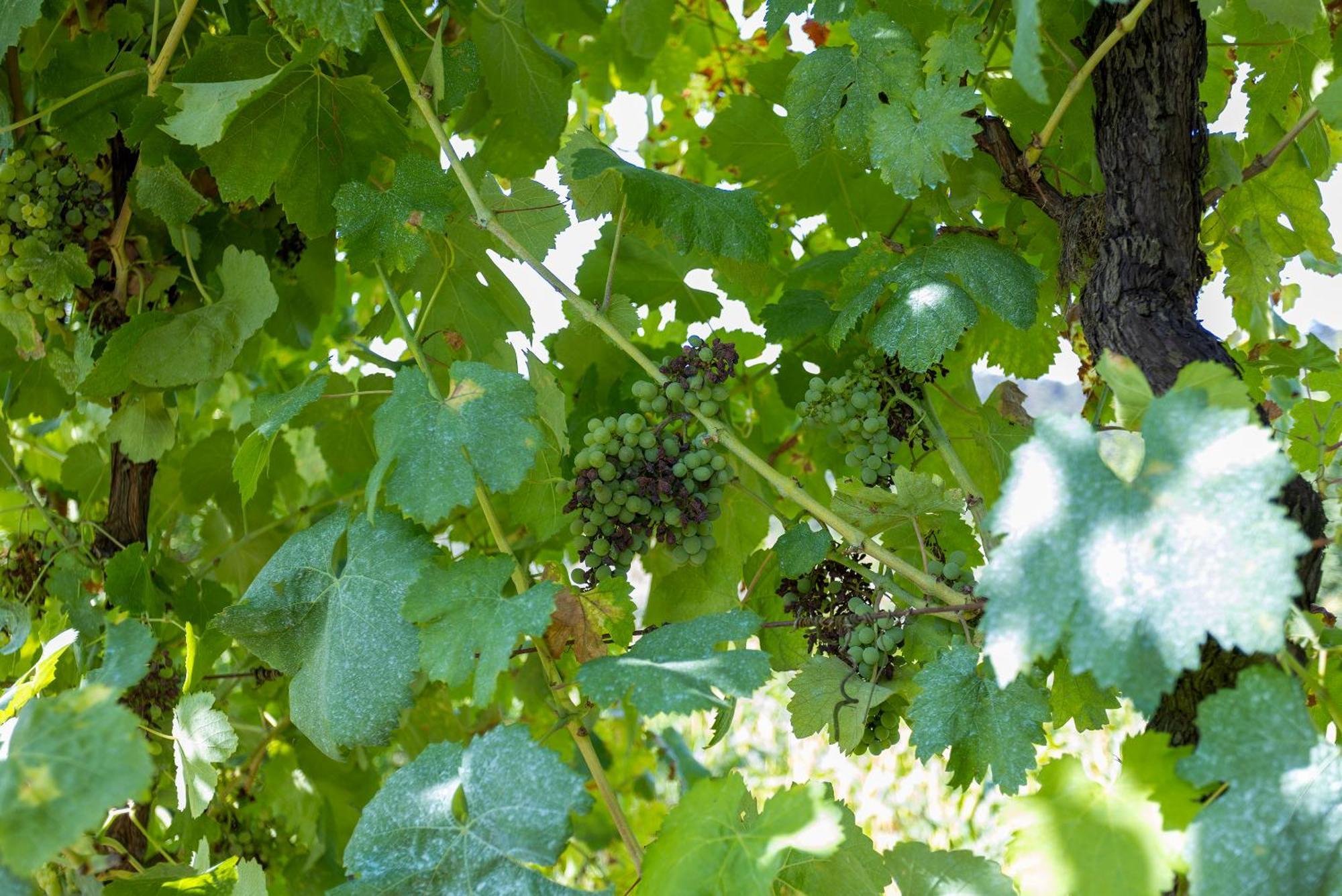 Quinta Da Comenda São Pedro do Sul エクステリア 写真