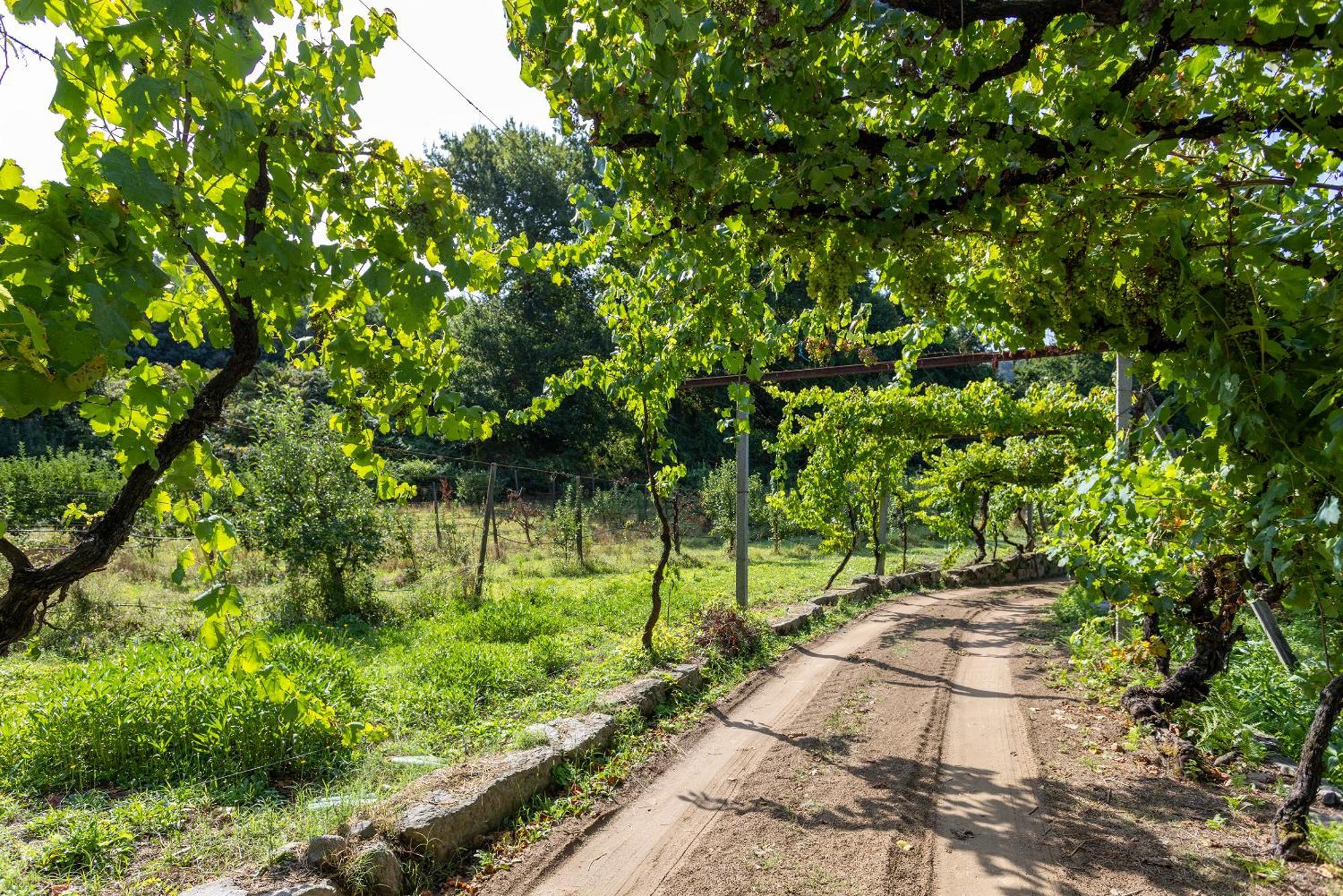 Quinta Da Comenda São Pedro do Sul エクステリア 写真