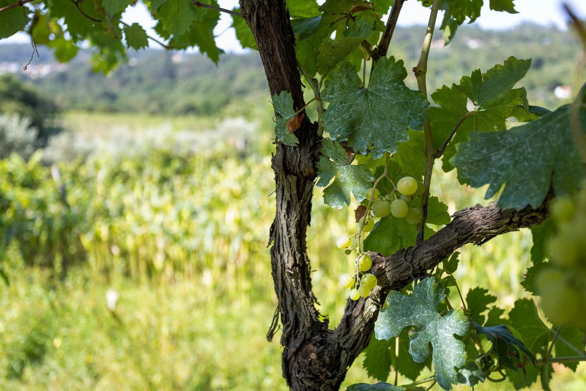 Quinta Da Comenda São Pedro do Sul エクステリア 写真